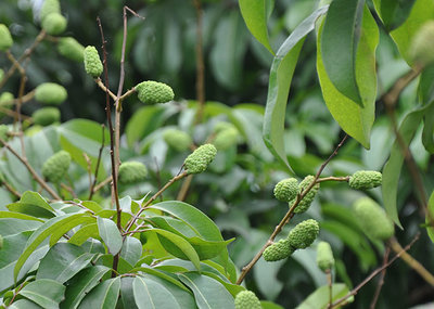 昆明荔枝市場批發(fā),優(yōu)質(zhì)荔枝廠家批發(fā)-湛江市杰升貿(mào)易提供昆明荔枝市場批發(fā),優(yōu)質(zhì)荔枝廠家批發(fā)的相關(guān)介紹、產(chǎn)品、服務(wù)、圖片、價格湛江市杰升貿(mào)易、銷售(含網(wǎng)上銷售):食品、水果、農(nóng)產(chǎn)品、日用品、花卉;貨物、